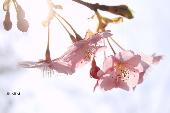 河津桜