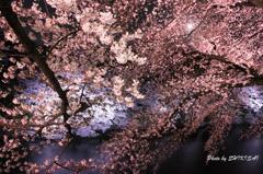 夜桜