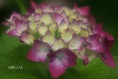 紫陽花の世界