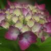 紫陽花の世界