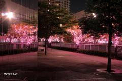 目黒川の夜桜見物