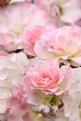 薔薇の世界