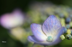 紫陽花 ep2