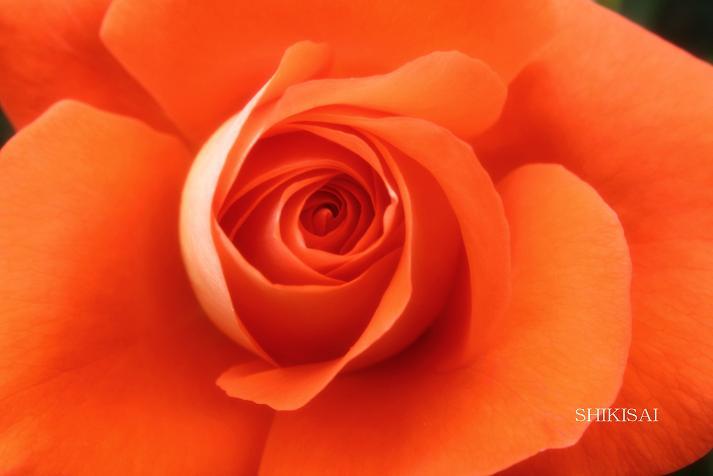 薔薇の世界