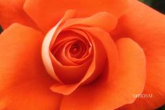 薔薇の世界
