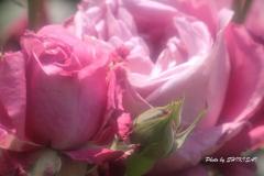 陽射しを浴びた薔薇