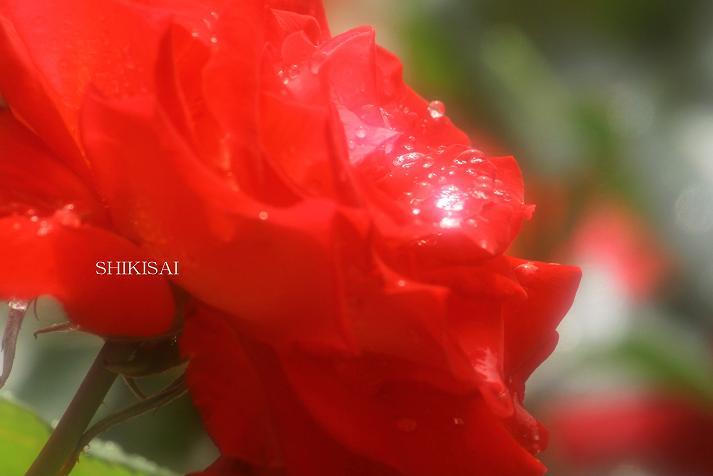 水も滴る赤い薔薇