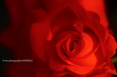 薔薇の誘惑