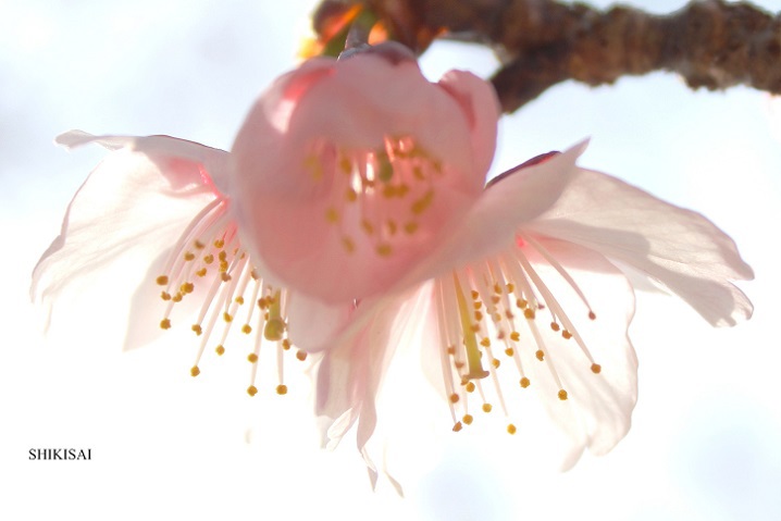 寒桜