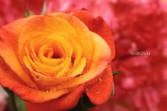薔薇と雫