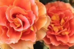 薔薇の世界
