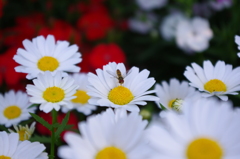 蜜