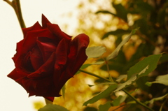 薔薇