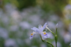 薬師池公園のシャガ