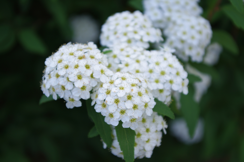 紫陽花