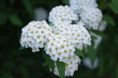 紫陽花