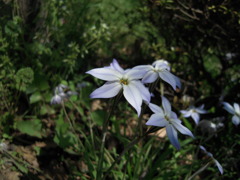 続路傍の花