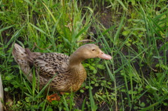 IMGP5298