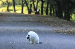 のんびり