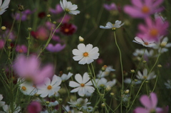 秋桜