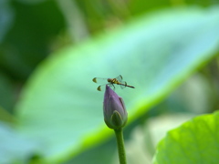 蓮のつぼみと蜻蛉