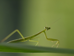 カマキリ