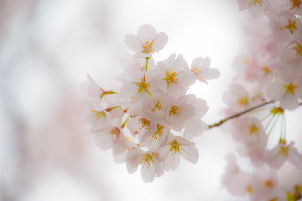 桜色