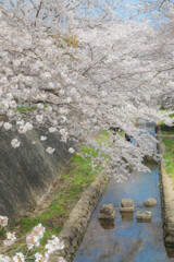 地元の桜