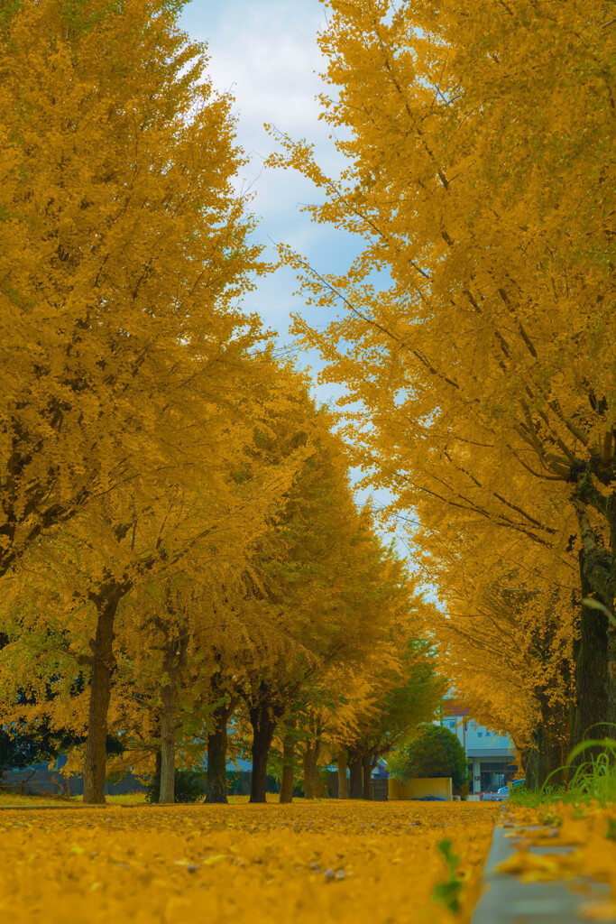 イチョウ並木