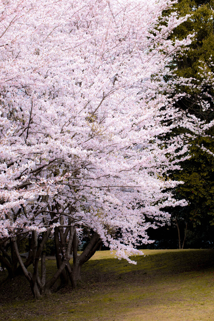 桜満開(´艸｀*)