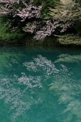 鏡桜
