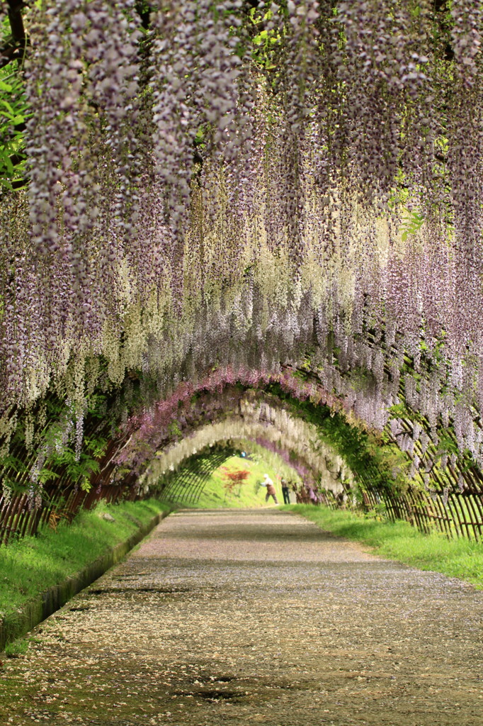 藤の花のトンネル