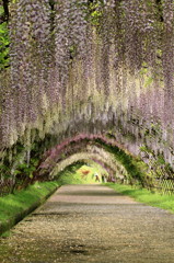 藤の花のトンネル