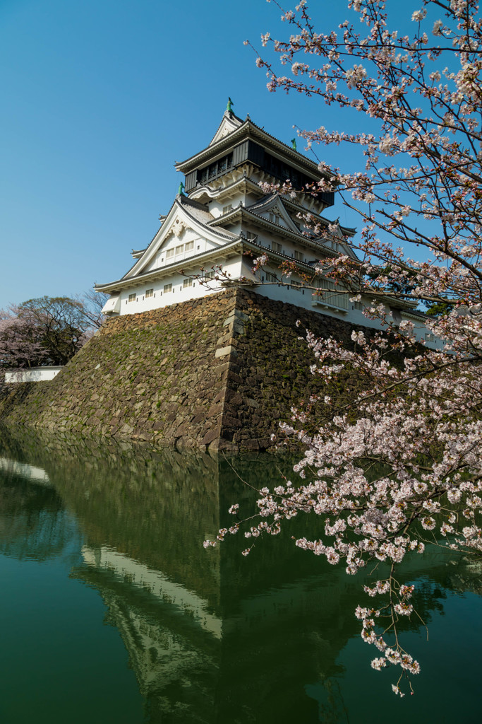 小倉城　桜