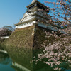 小倉城　桜