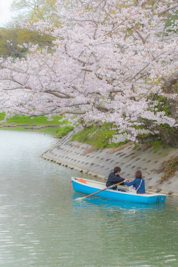 桜とボート