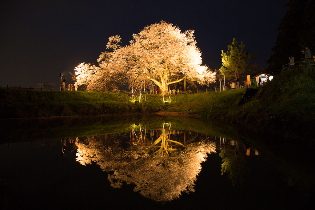 浅井の一本桜