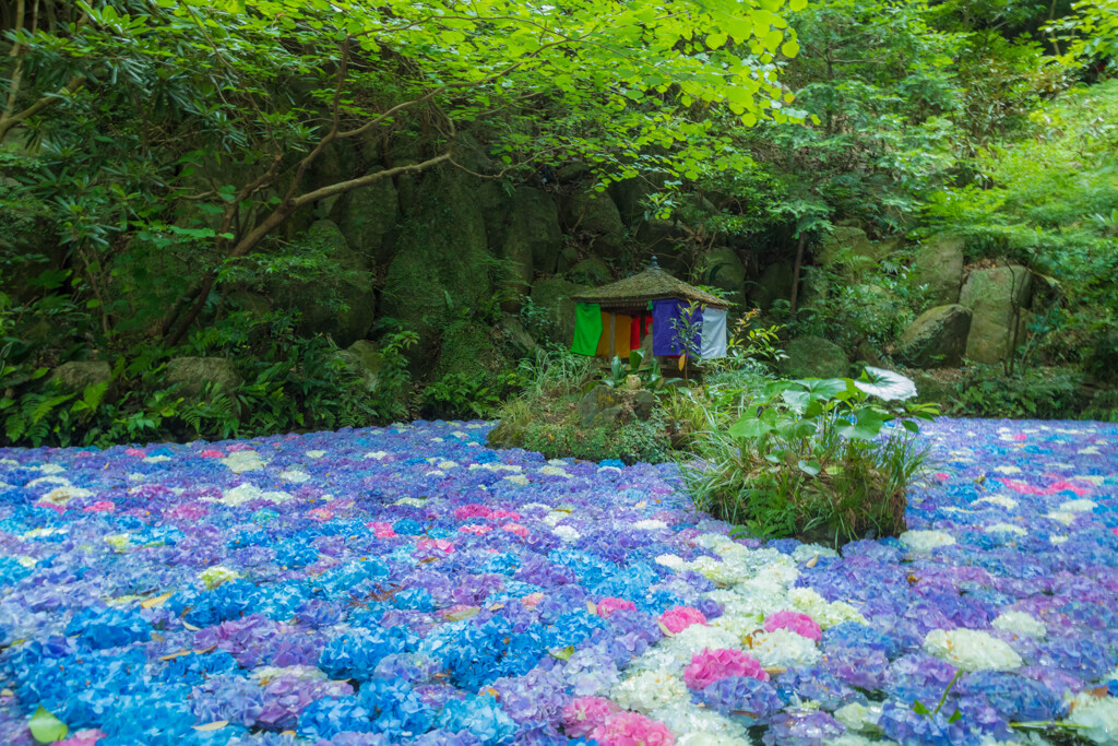 紫陽花の池