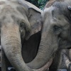 ゾウ