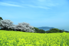 春満開