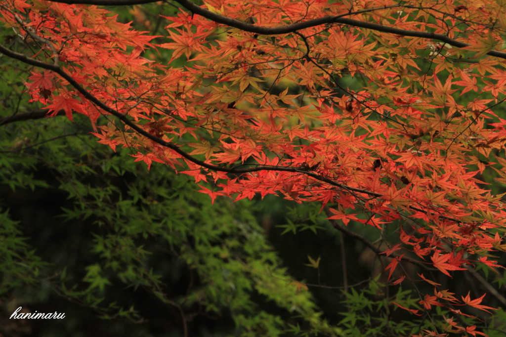 紅葉＆青葉