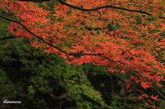 紅葉＆青葉