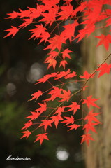 昨年は…(；一_一)