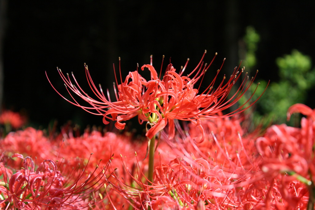 曼珠沙華