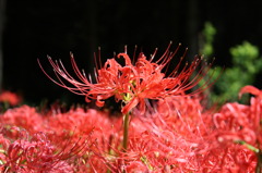曼珠沙華