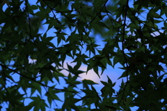 成長期