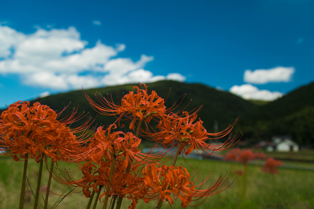 秋の田舎の風景