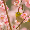 うめじろー(´艸｀*)
