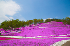 芝桜