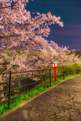 夜桜